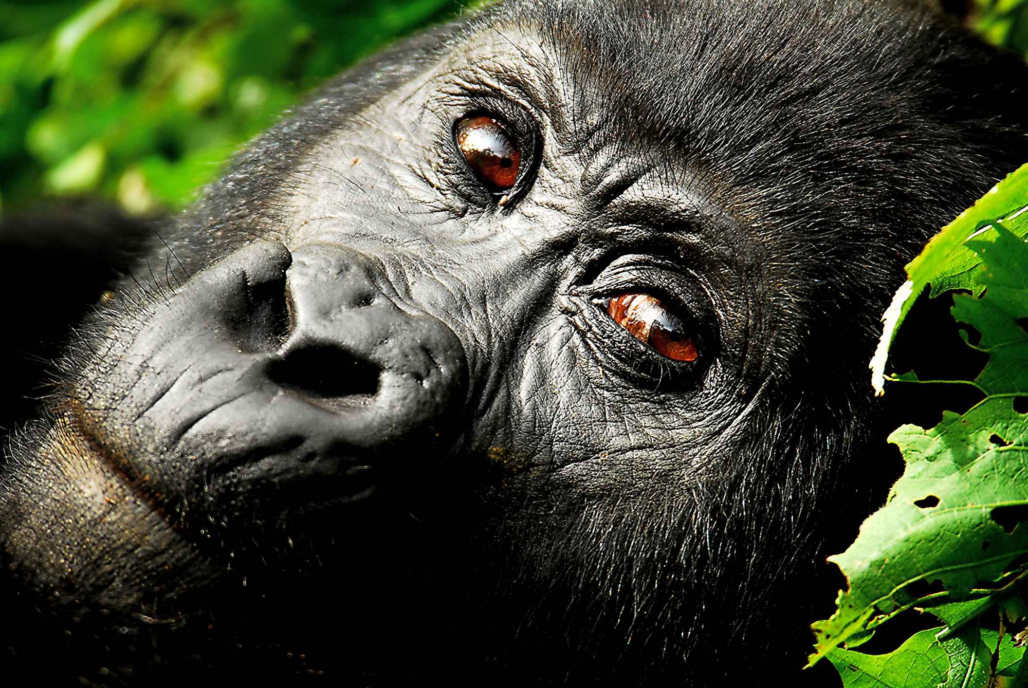 Uganda Attractions - Mountain Gorillas - Uganda Destinations