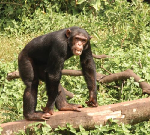 Ngamba Island Chimpanzee Sanctuary