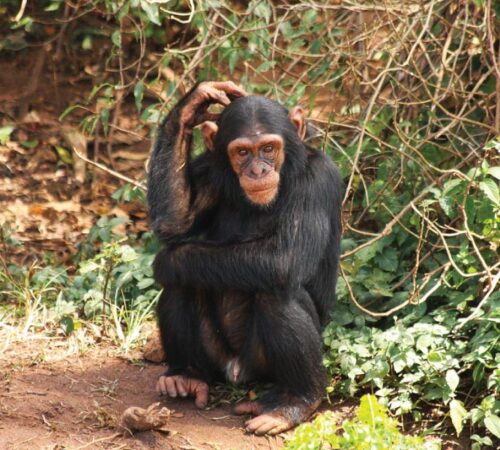 Chimpanzee trekking in uganda
