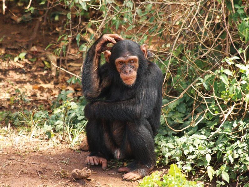 Chimpanzee trekking in uganda