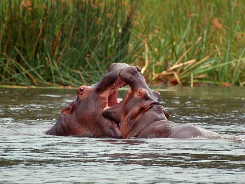 Uganda safari tours