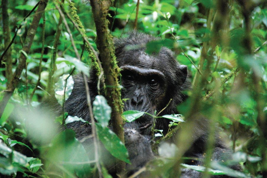 Kibale Forest National Park - Chimpanzee Tracking