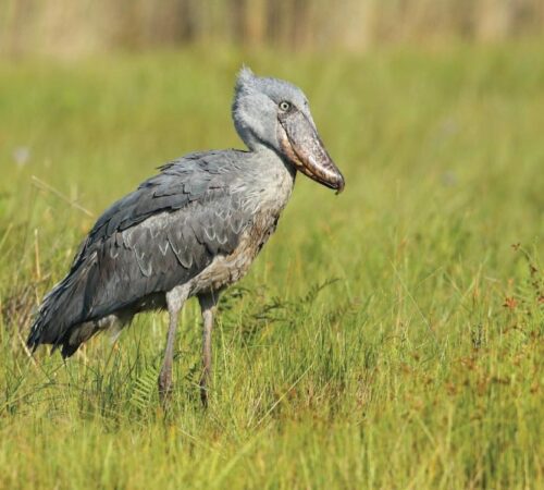 Shoebill Mabamba Swamp