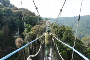nyungwe forest park rwanda