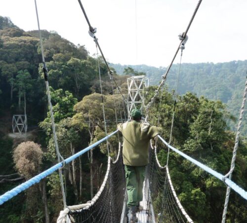 canopy walk in rwanda