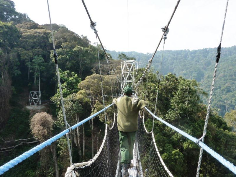 canopy walk in rwanda