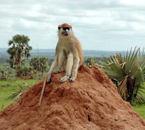 uganda safari