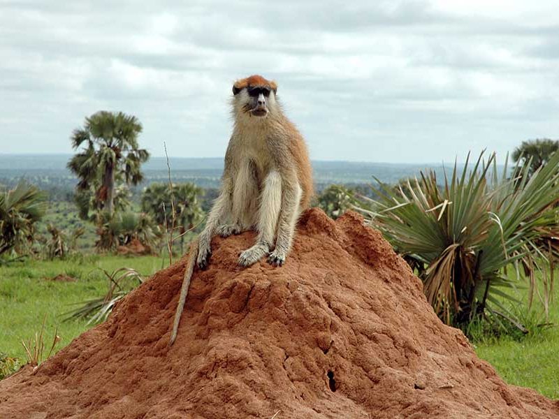 uganda safari