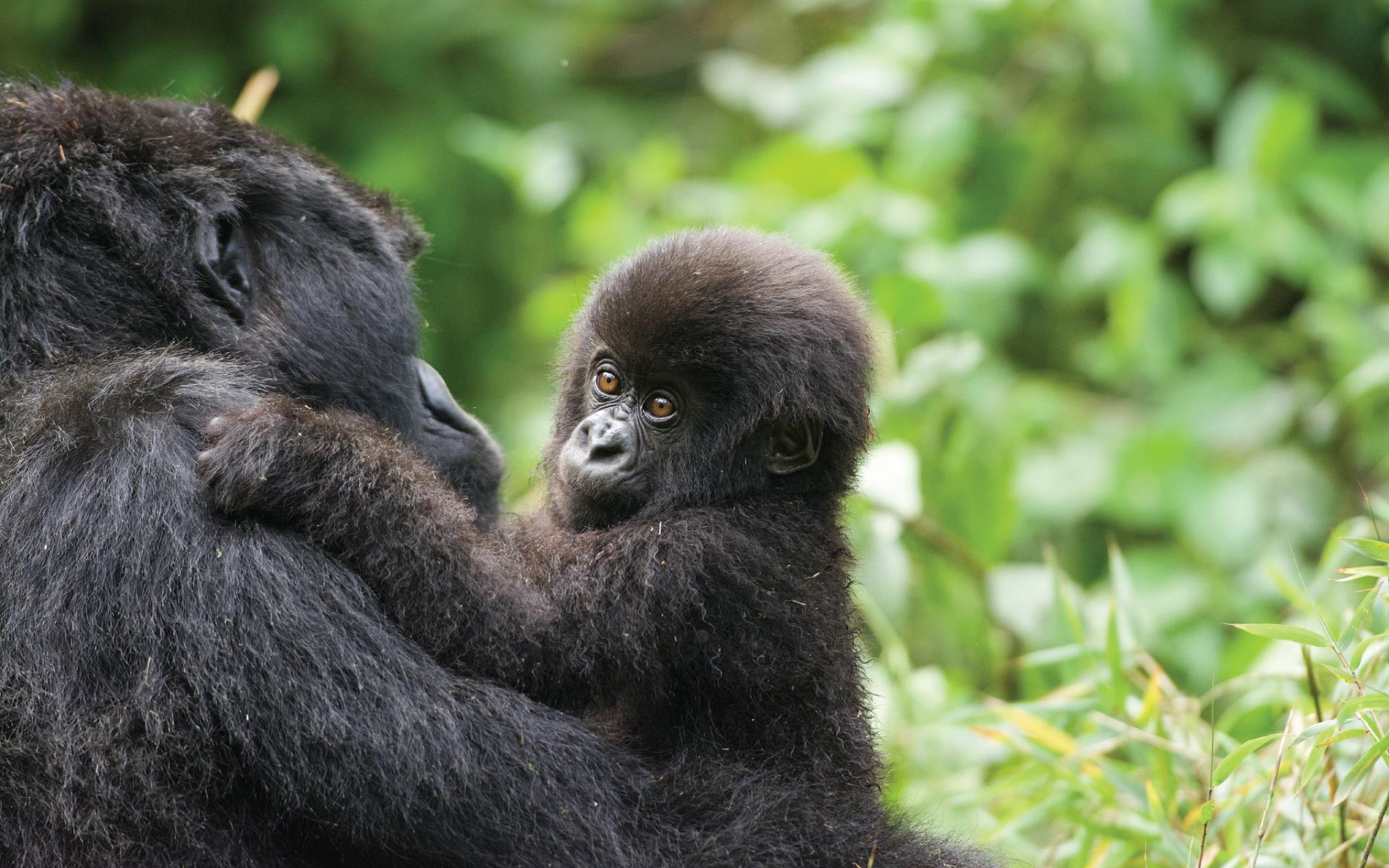 Rwanda gorilla Trekking - Rwanda Attractions Destinantions