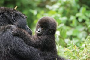 rwanda gorilla trekking
