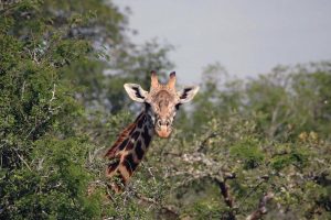 Rwanda Akagera national park