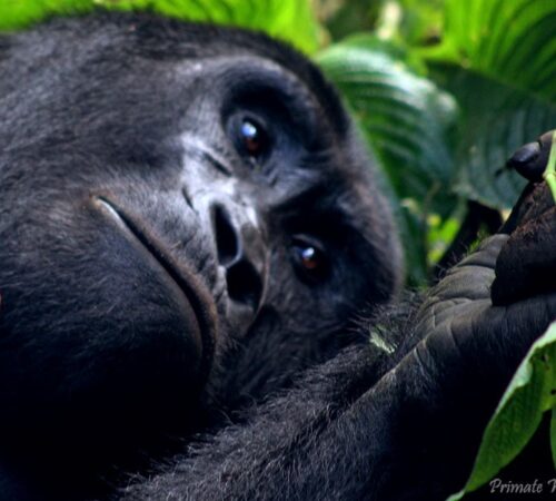 Gorilla Trekking tours
