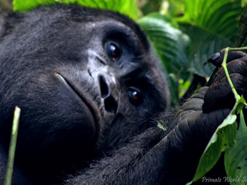 Gorilla Trekking tours