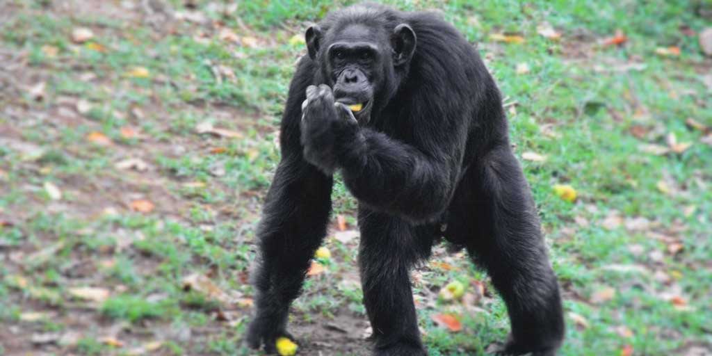 UWEC Entebbe Zoo - Zakayo Oldest chimpanzee