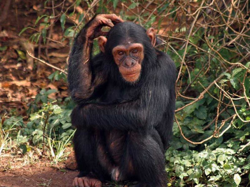 chimpanzee trekking in uganda