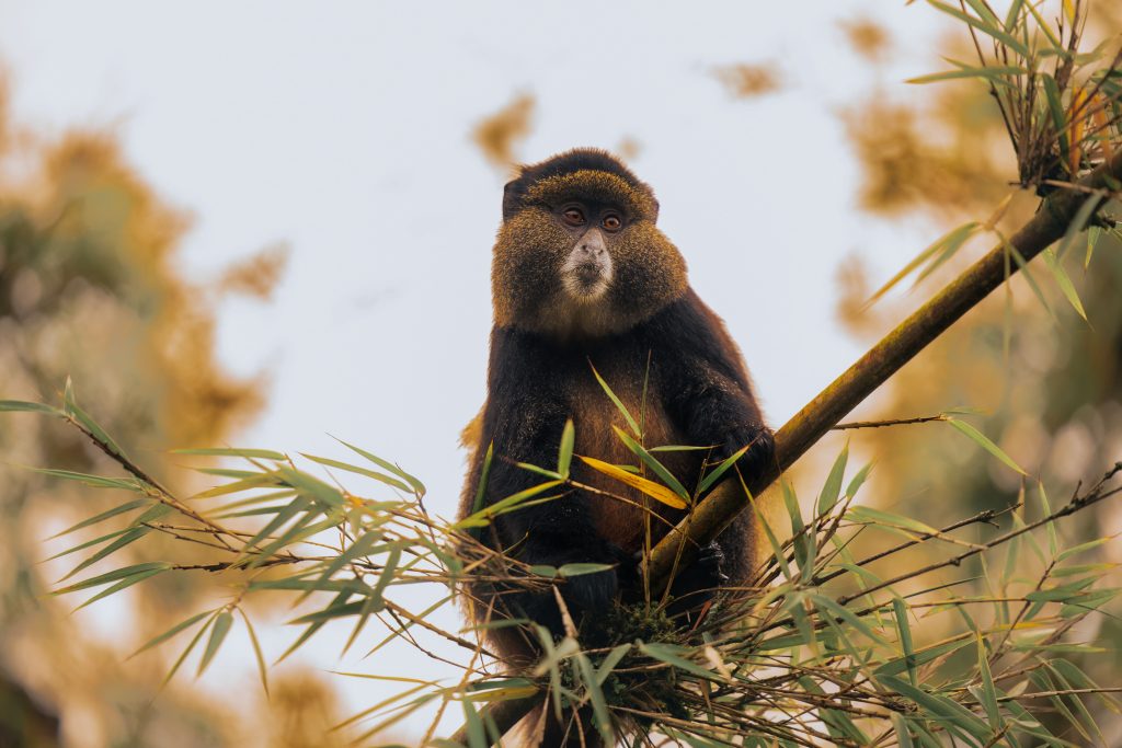 Things to do in Rwanda