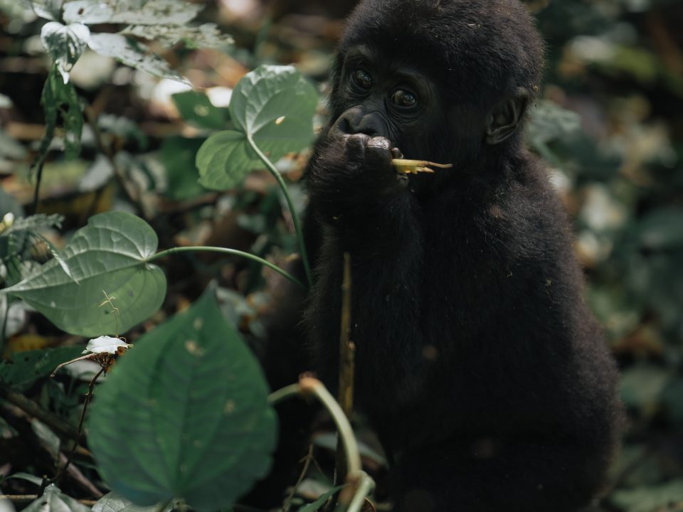 Juvenile mountain gorilla