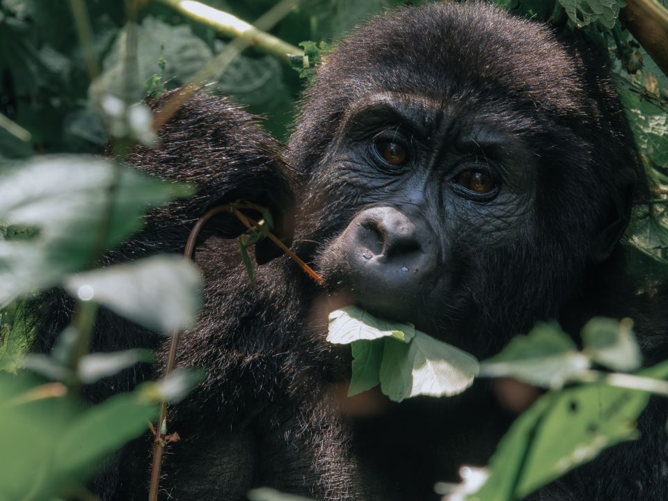 Uganda