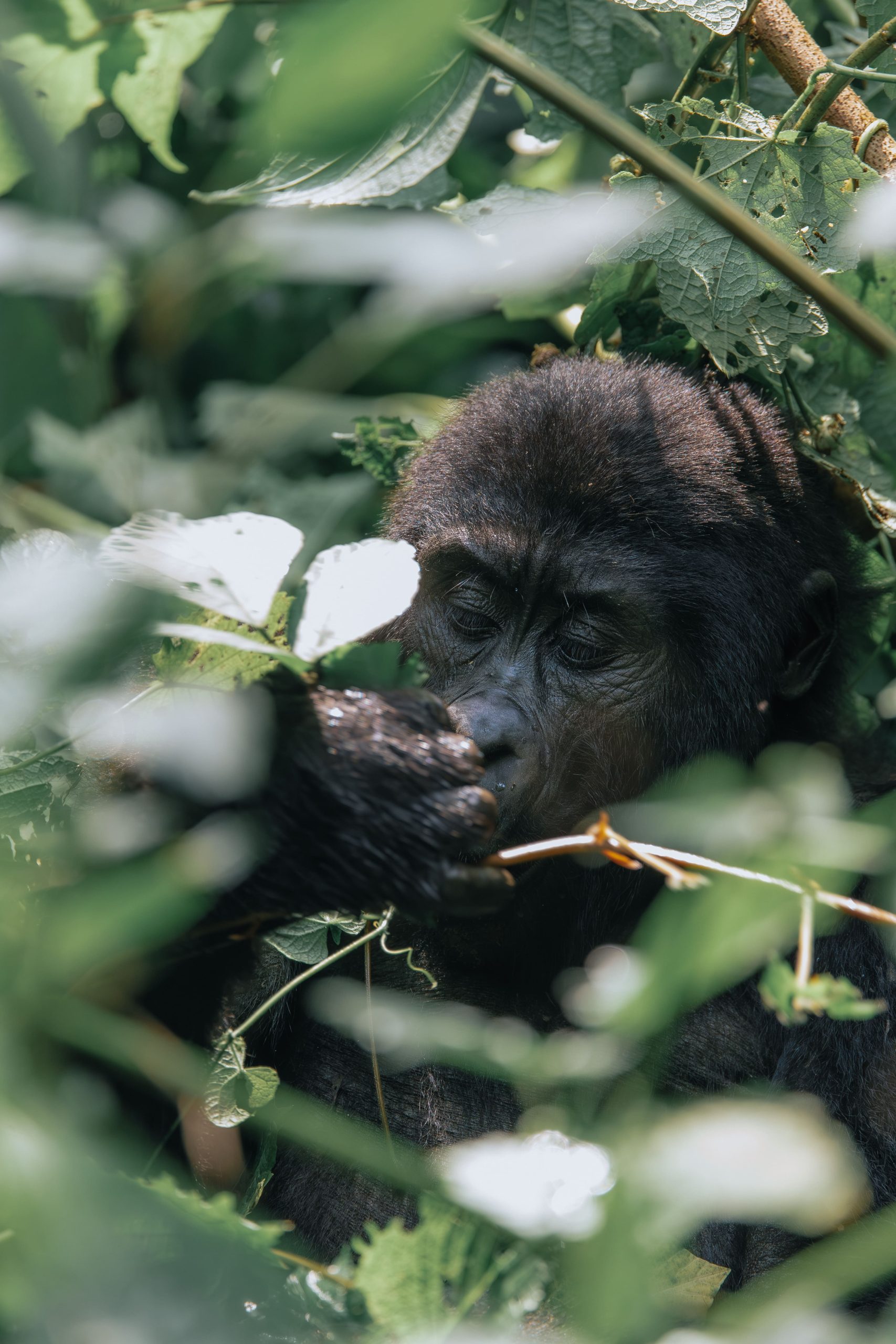 Gorilla Permit in Uganda
