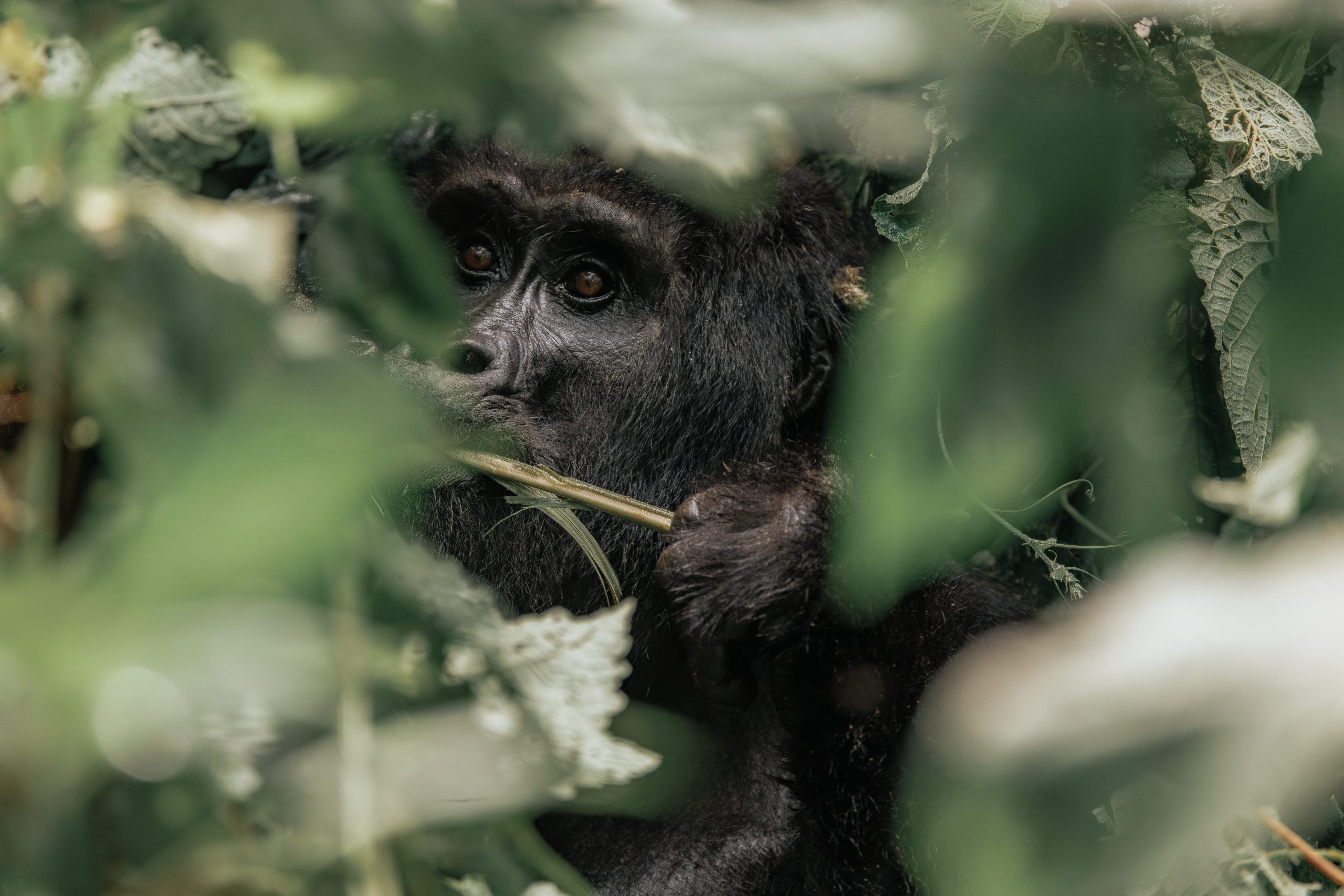 Gorilla Permit in Uganda