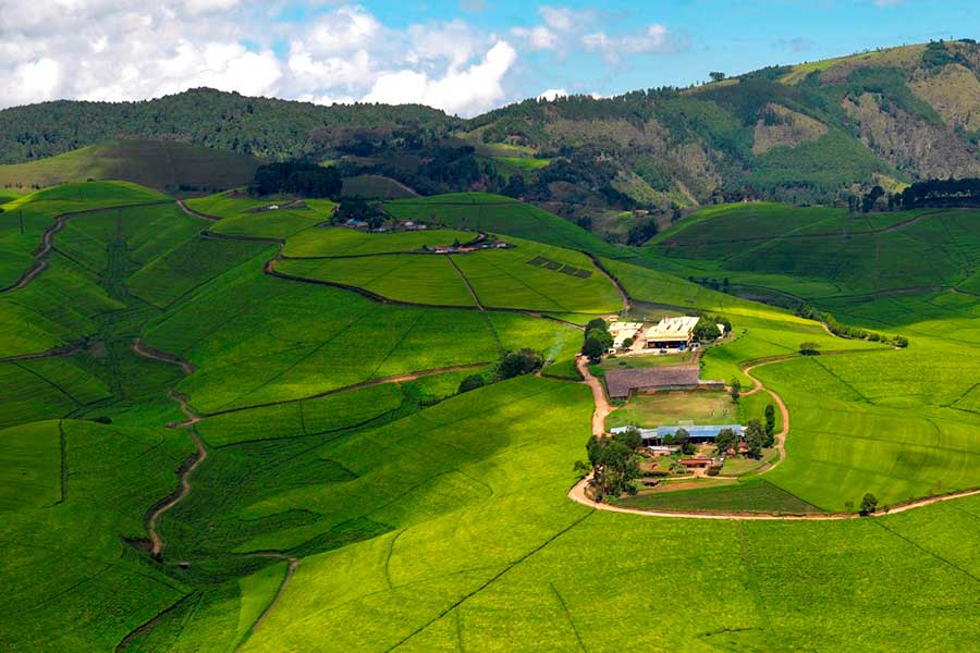 cofee-tea-rwanda Rwanda Coffee & Tea, Top 10 things to see