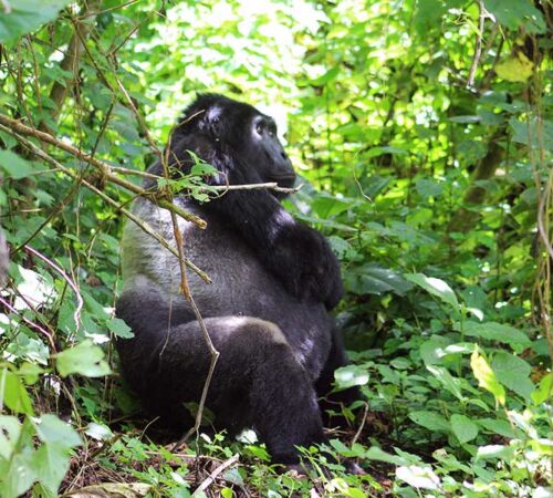 gorilla and game safari