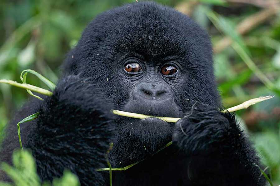 Gorilla Tracking