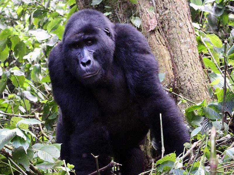 uganda safari tours