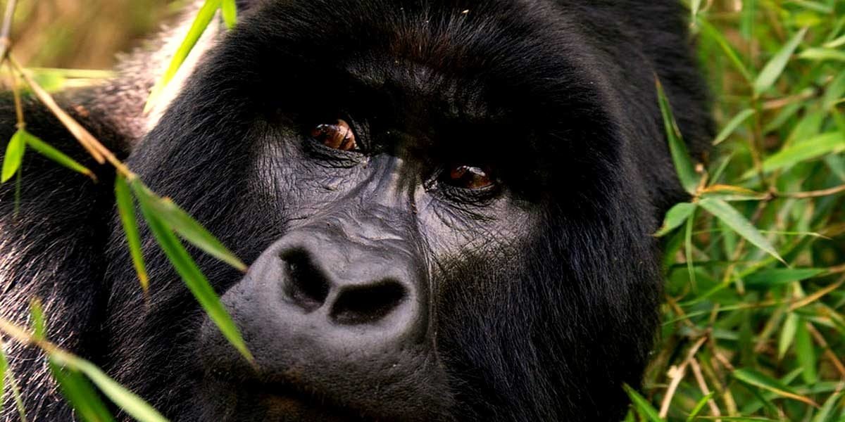 rwanda mountain gorilla groups