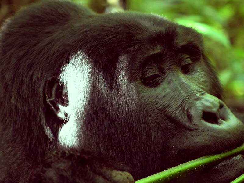Uganda safari tour