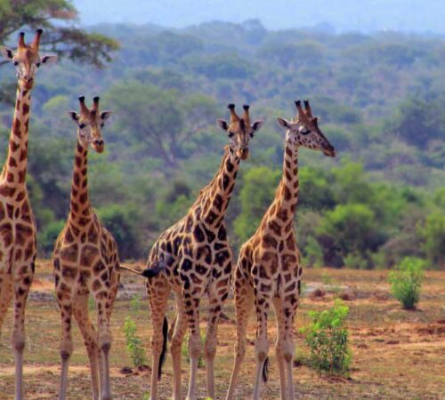 Uganda wildlife safari