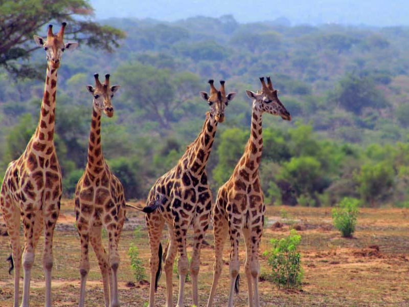 Uganda wildlife safari
