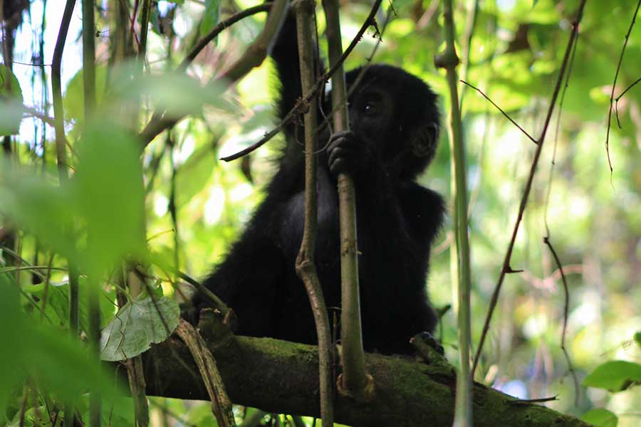 Rwanda Safaris - Gorilla Trekking Safaris
