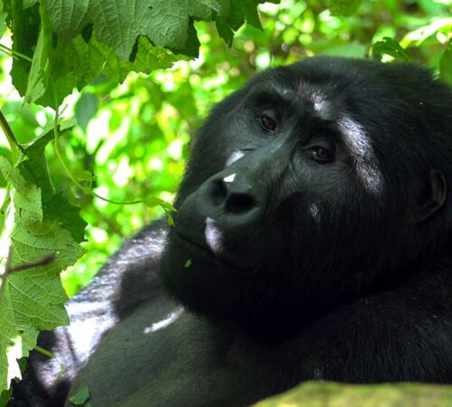 bwindi gorilla trekking safari