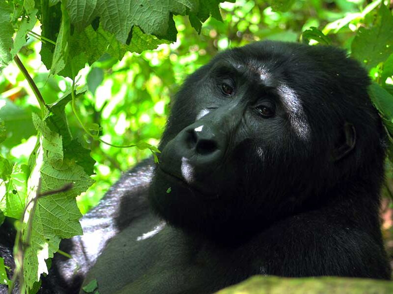 bwindi gorilla trekking safari