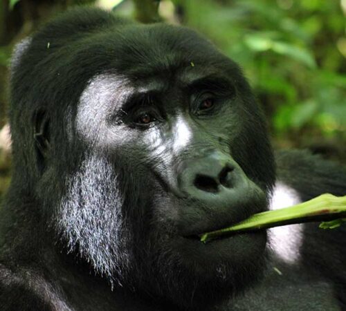 uganda Gorillas Safaris