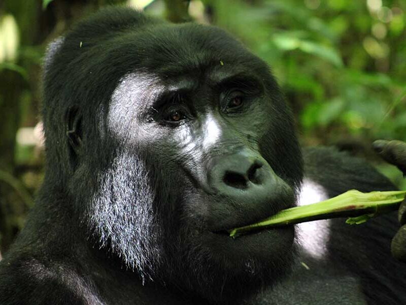uganda Gorillas Safaris