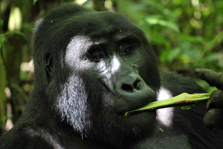 bwindi gorilla tour