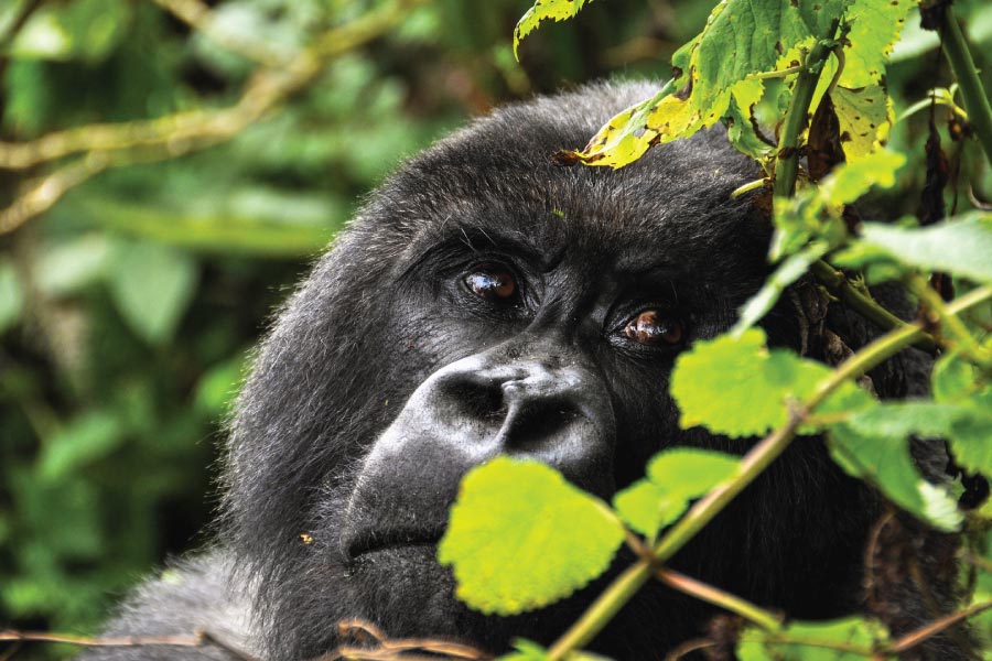rwanda mountain gorilla
