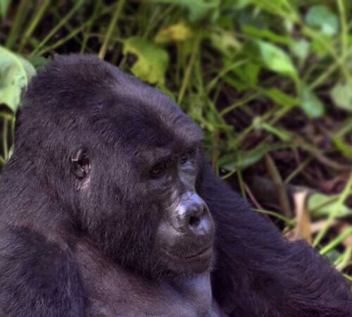 gorilla trekking rwanda