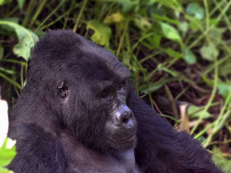 gorilla trekking rwanda