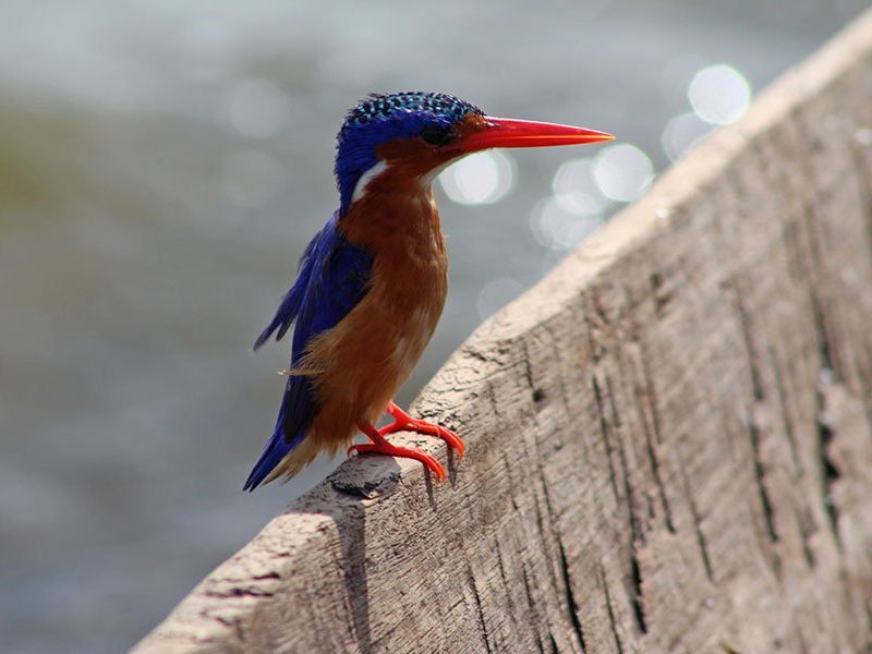 Uganda safari tours