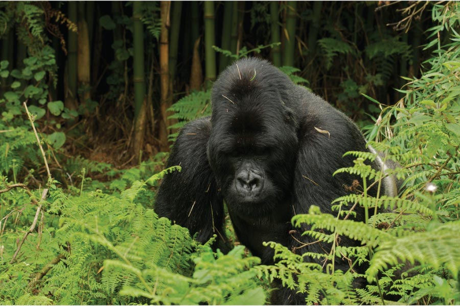 Bwindi Gorilla Safari - Uganda Gorilla Trekking Tour