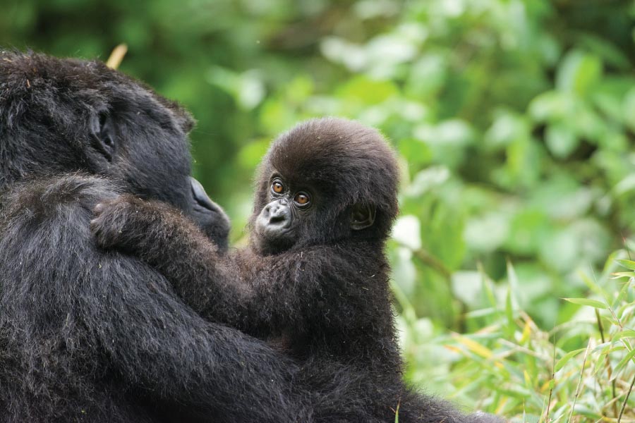 Rwanda Gorilla Trekking Tours