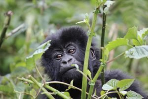Rwanda Gorilla Trekking Tours