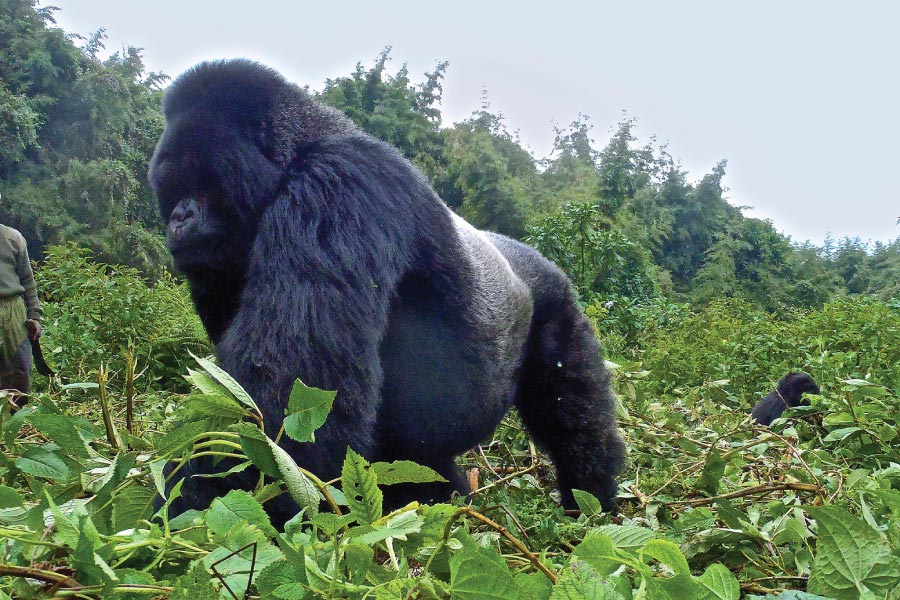 Gorilla Trekking and Wildlife Safari Uganda