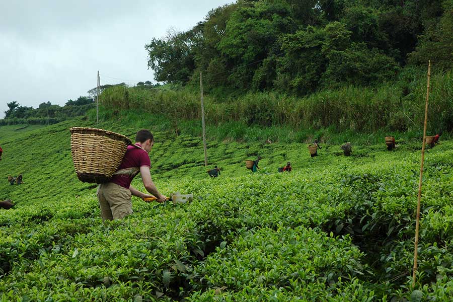 tea-plantations Tea plantation visit in Bushenyi