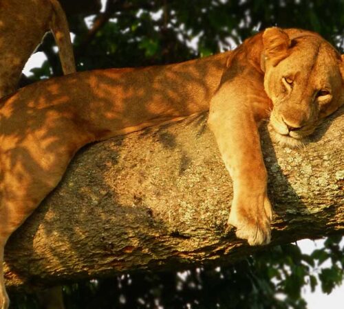 uganda wildlife holiday