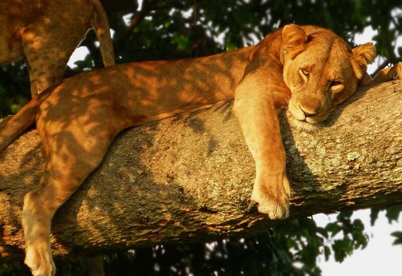 uganda wildlife holiday