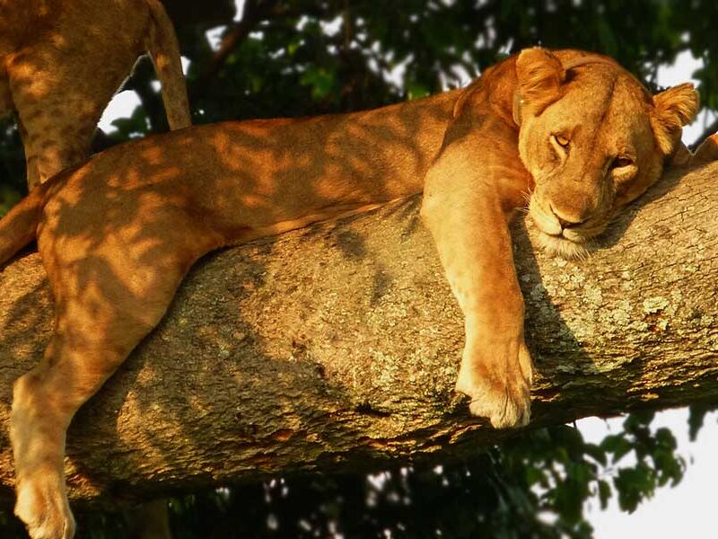 uganda wildlife holiday